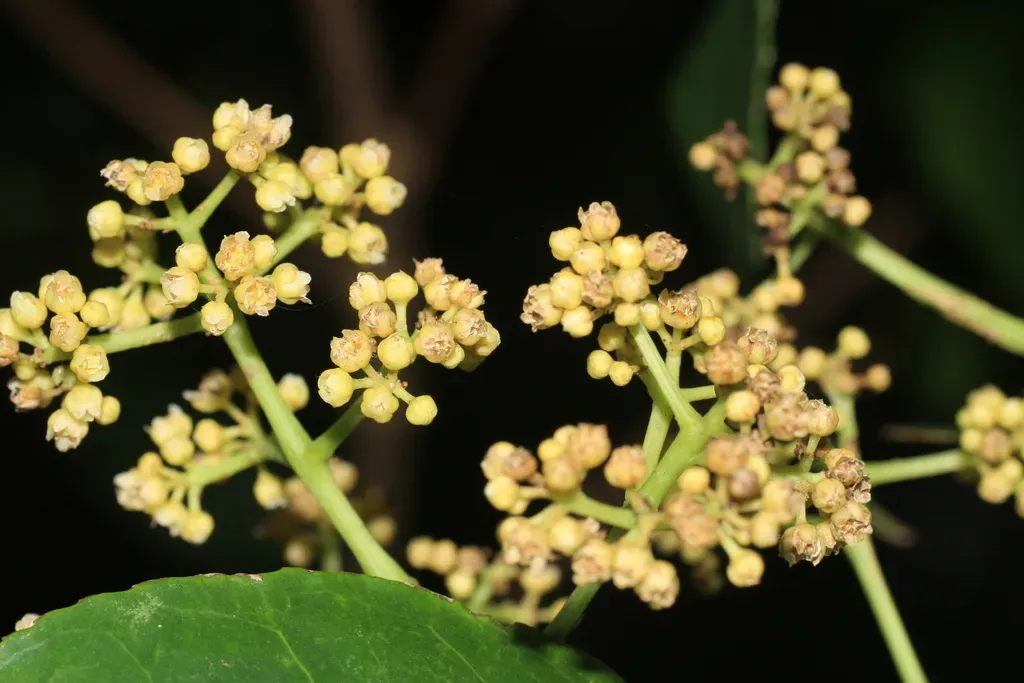 Turpinia Cochinchinensis
