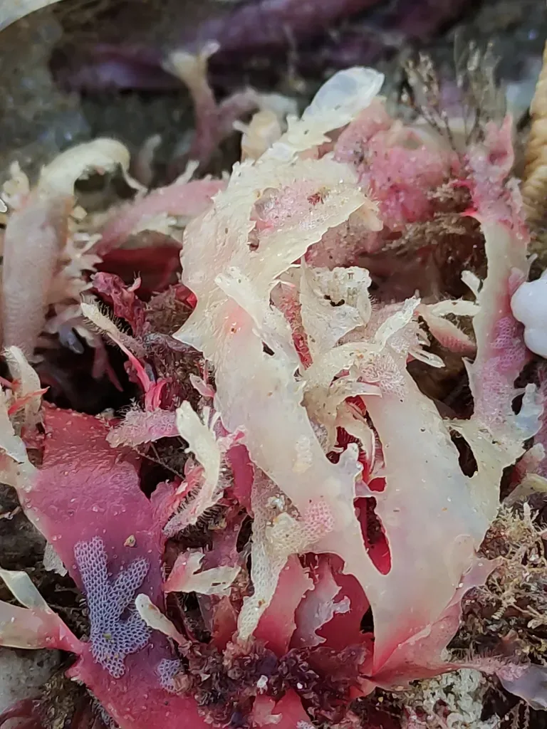 Placentophora Colensoi