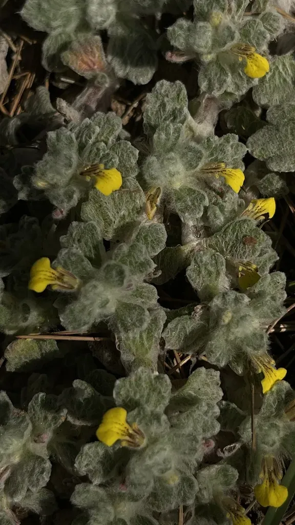 Ajuga Bombycina