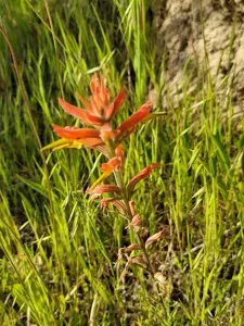 Longleaf Indian Paintbrush