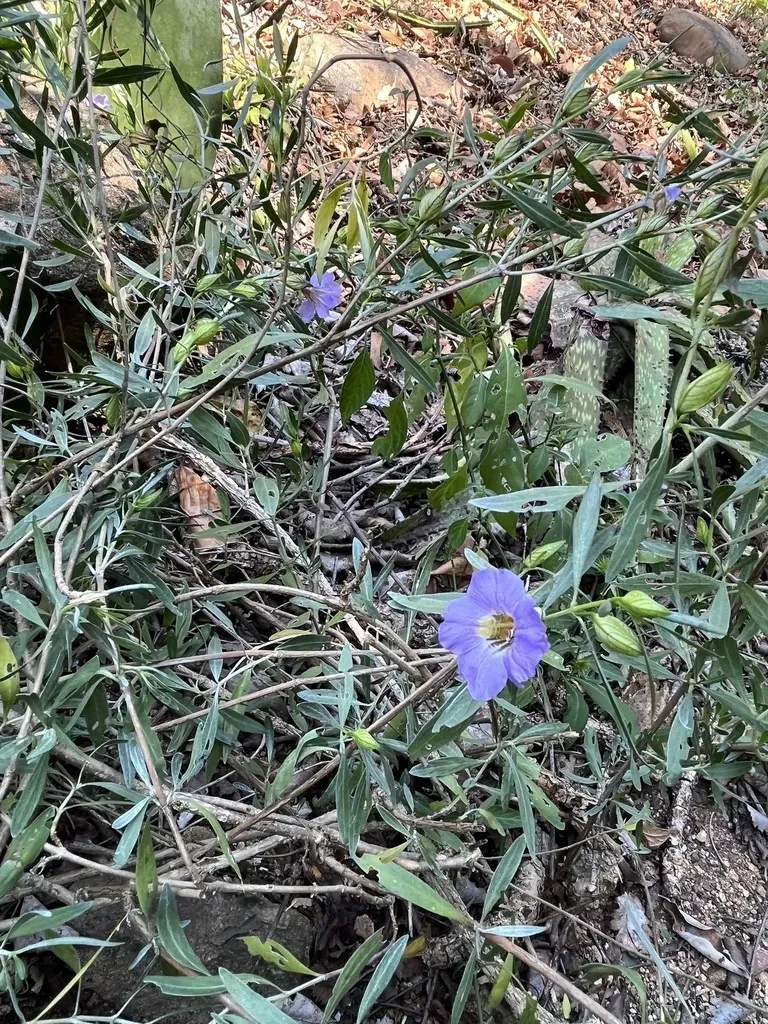 Butterfly Bushviolet