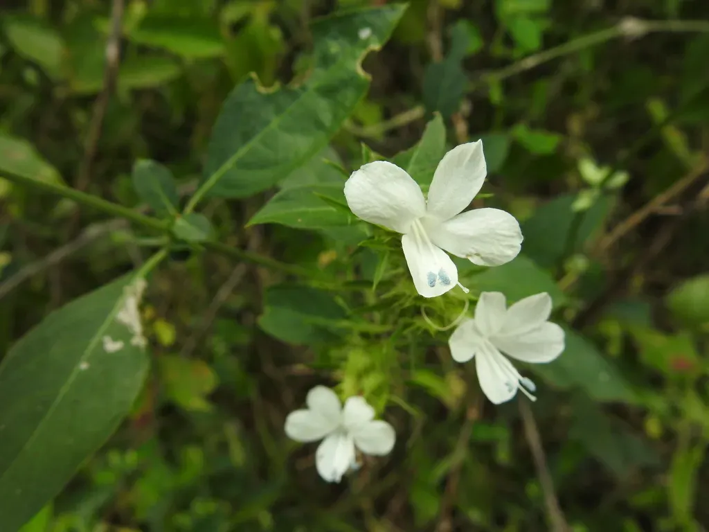 White Bushveld Bushviolet