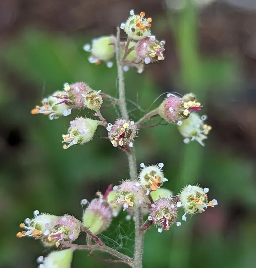 Island Alumroot