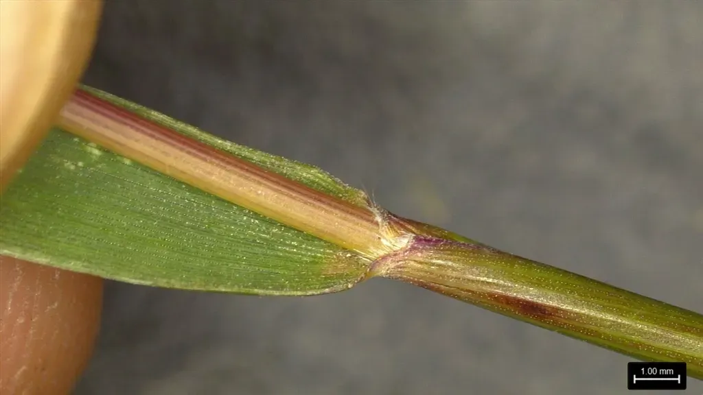 Needleleaf Rosette Grass