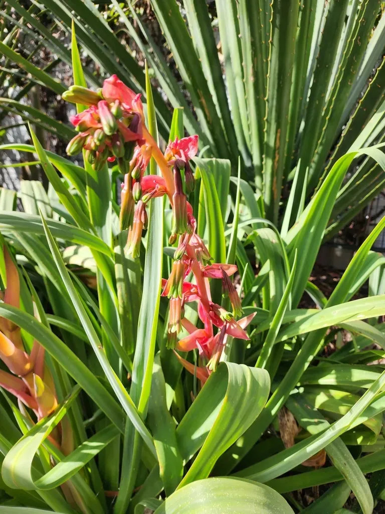 Beschorneria Yuccoides