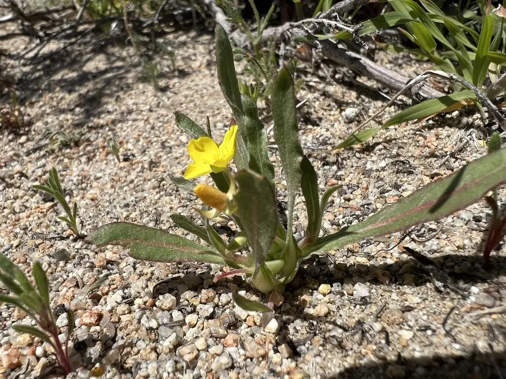 Palmer Evening Primrose