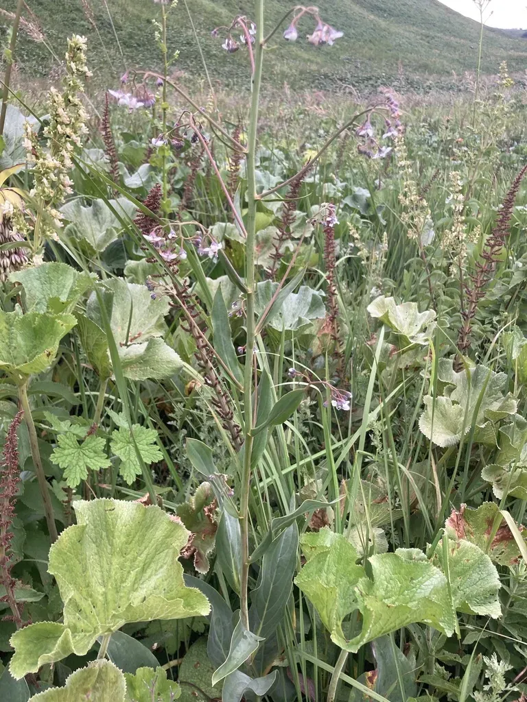 Afrotysonia Glochidiata