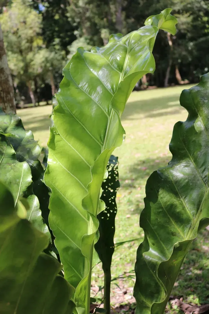 Anthurium Crassinervium
