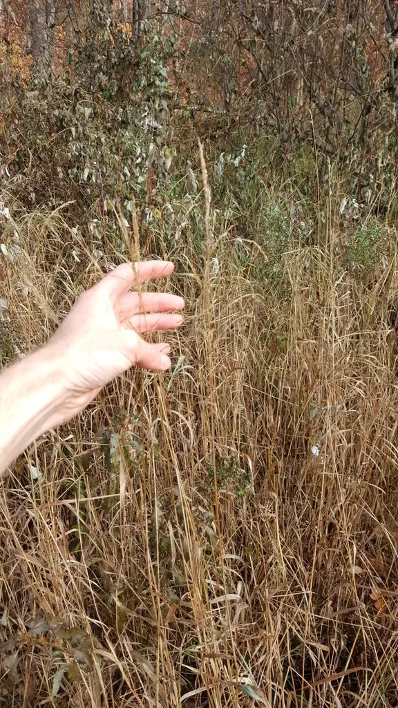 American Manna Grass