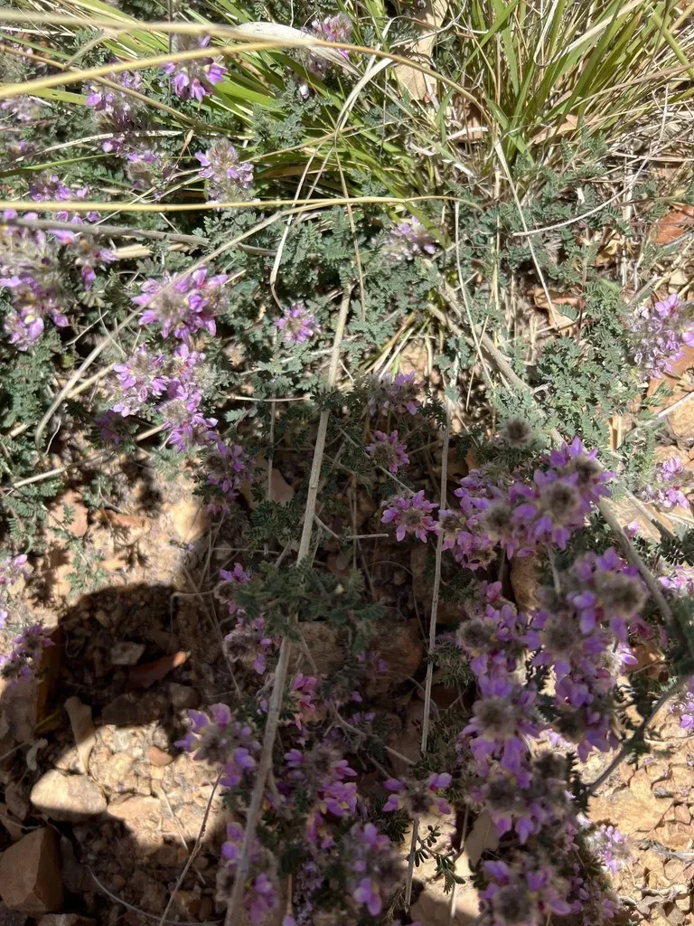 Oakwoods Prairie Clover