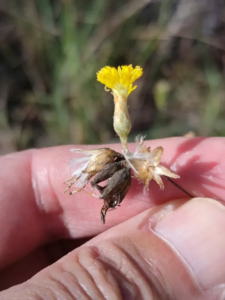 Podolepis Arachnoidea