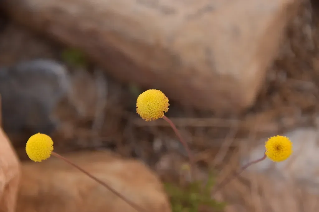 Faktorowsky's Aaronsonia