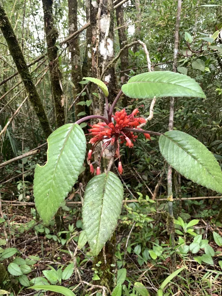 Agalmyla Pseudoborneensis