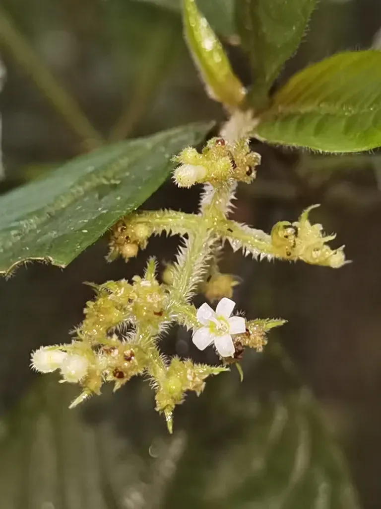 Palicourea Acicularis