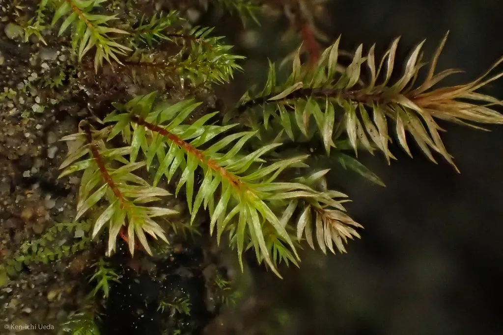 Longbract Pohlia Moss