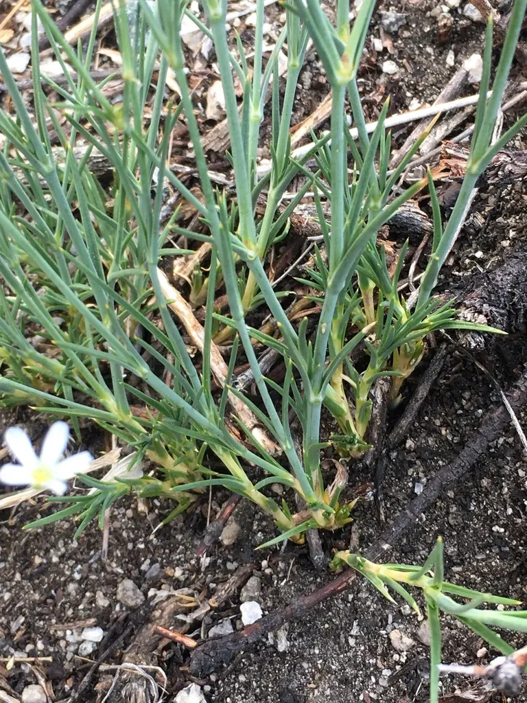 Ferris' Sandwort
