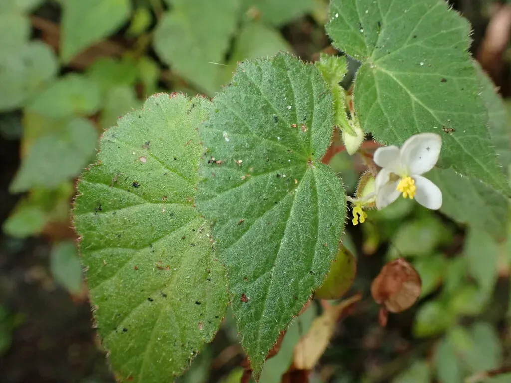 Begonia Wallichiana
