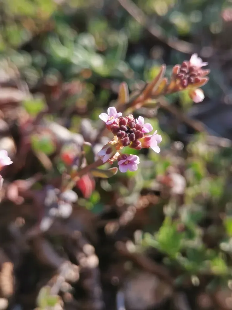 Burnt Candytuft