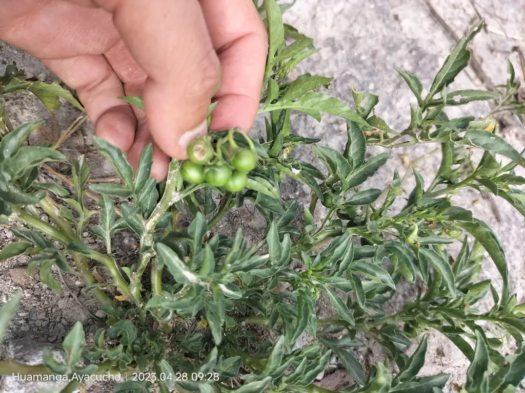 Solanum Radicans