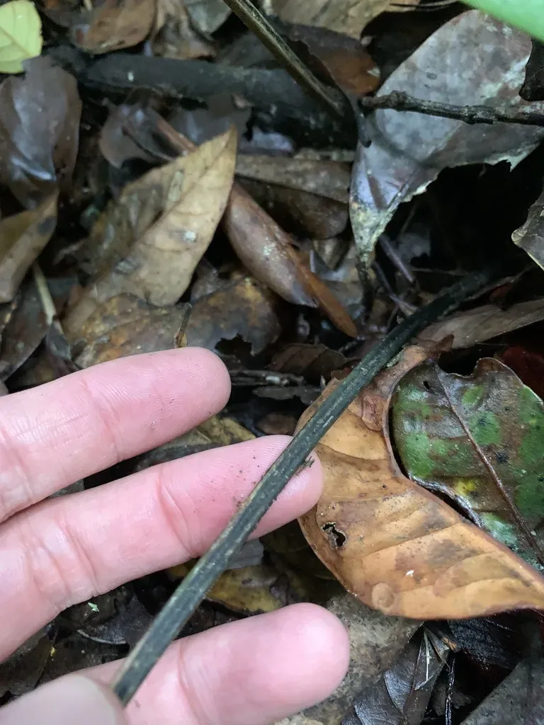 Diplazium Cordifolium