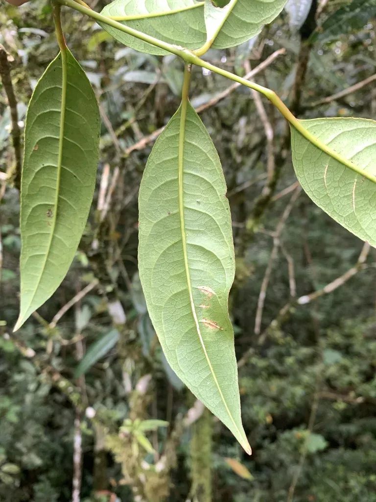 Turpinia Borneensis