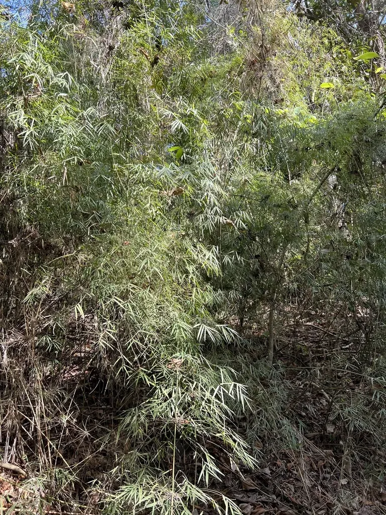 Rhipidocladum Racemiflorum