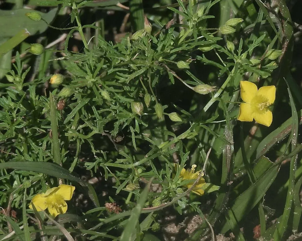 Broomwort