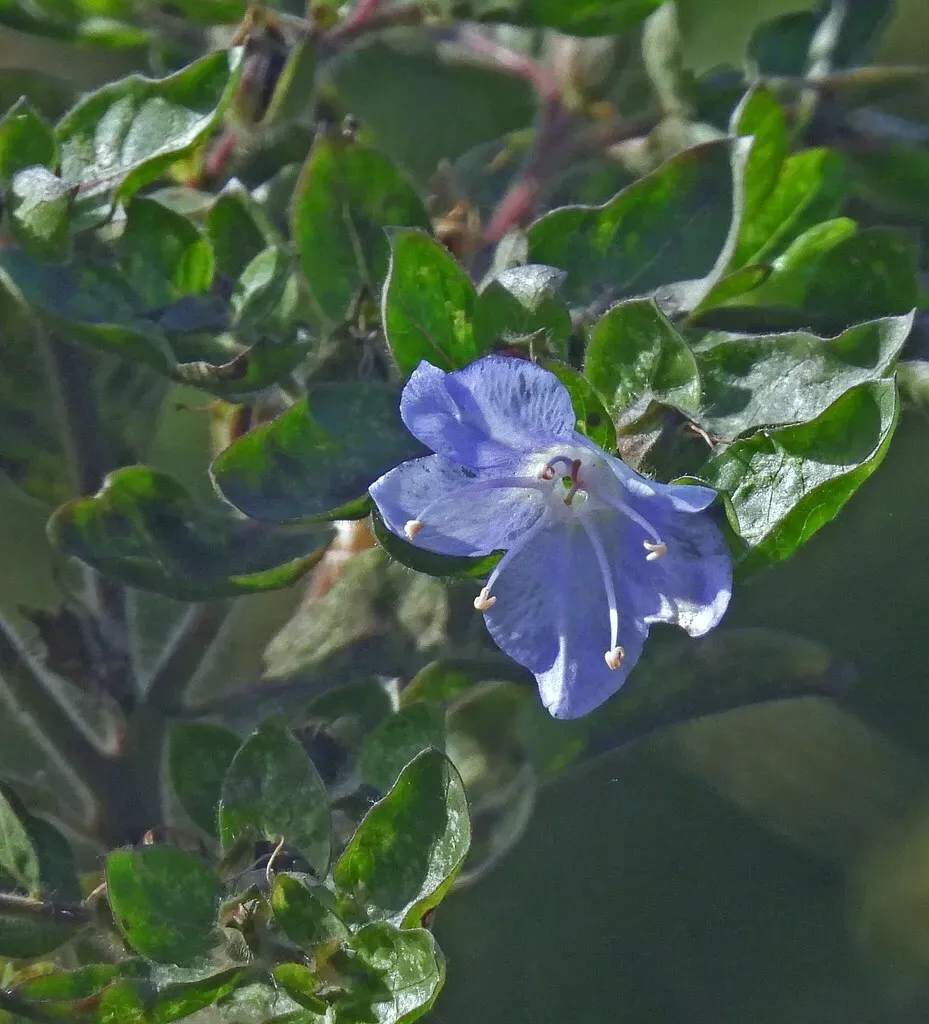 Spiny False Fiddleleaf