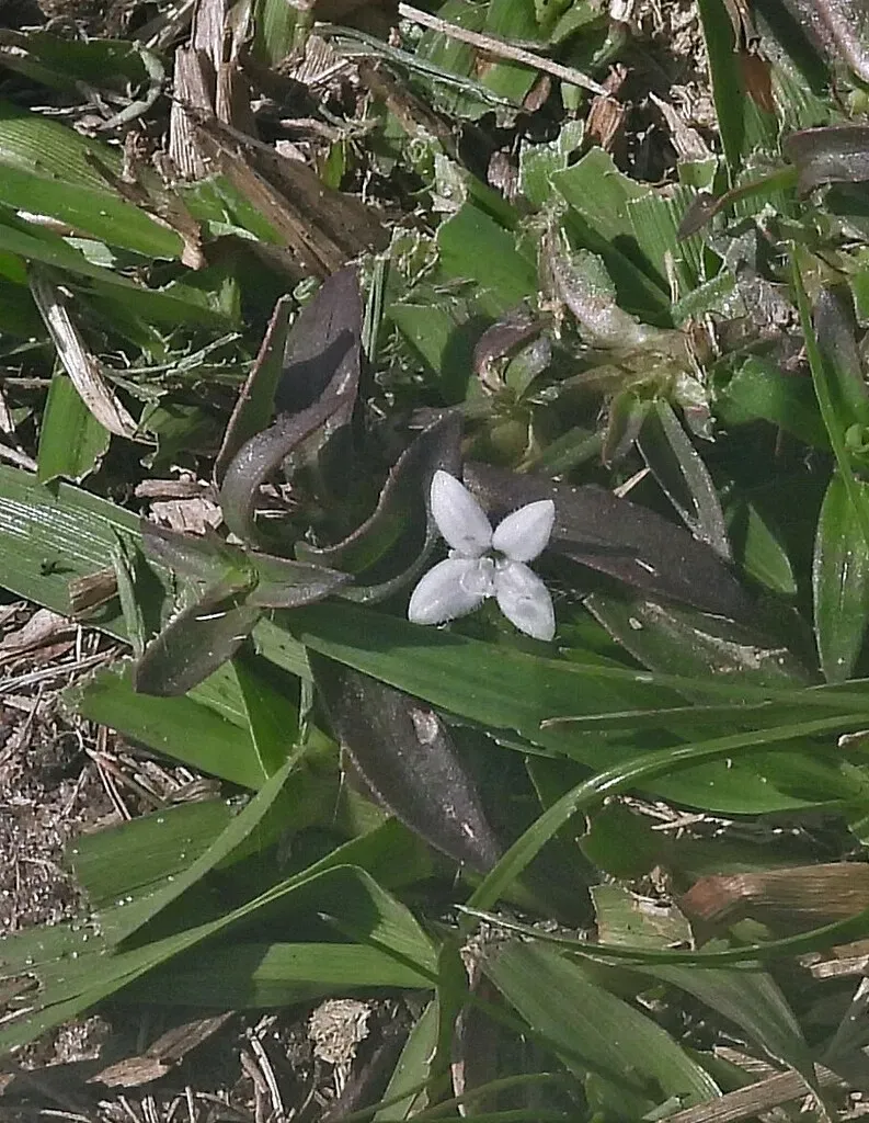 Diodia Saponariifolia