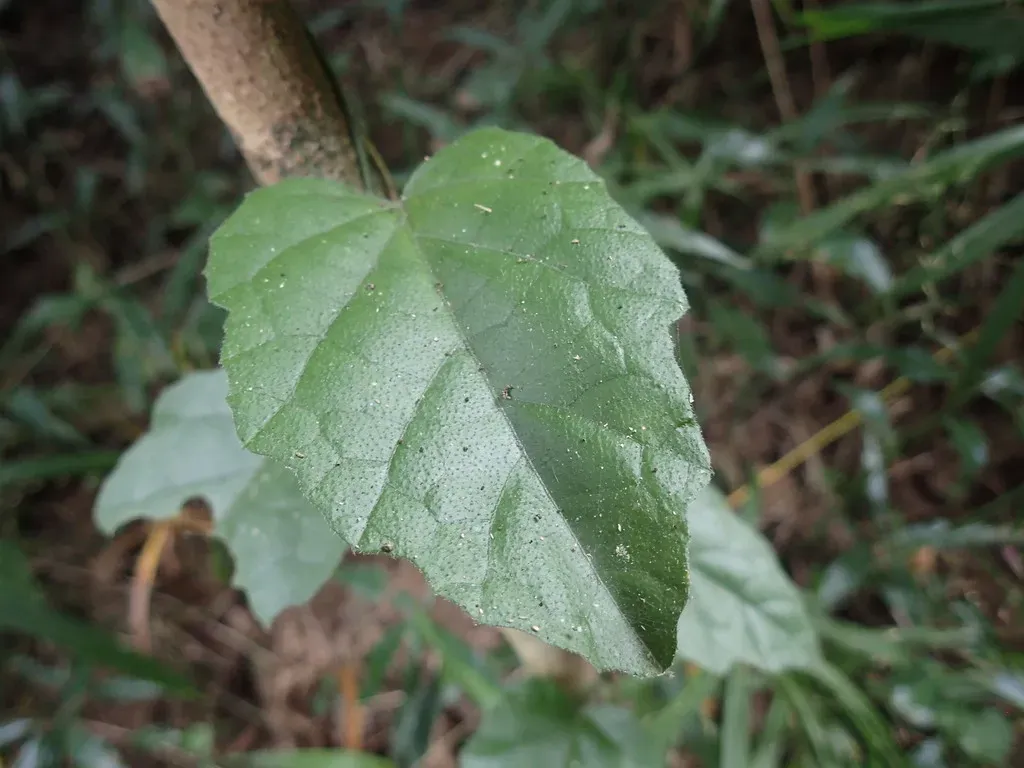 Pyrenacantha Scandens