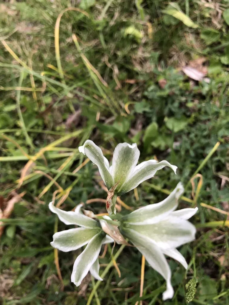 Bouché's Star Of Bethlehem