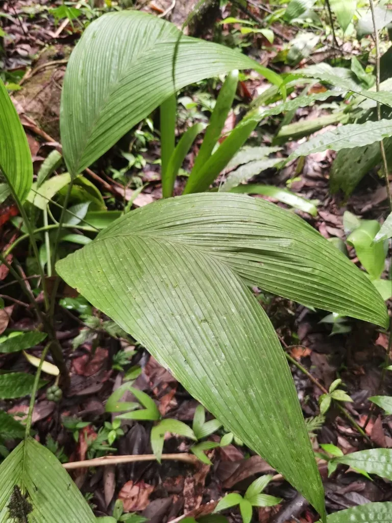 Chamaedorea Deckeriana