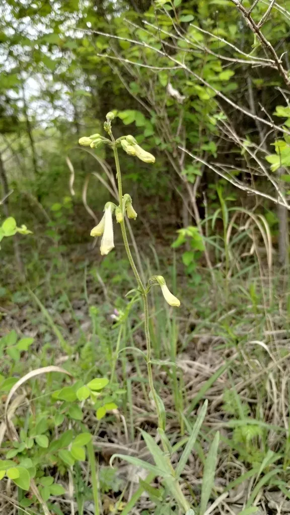 Oklahoma Beardtongue