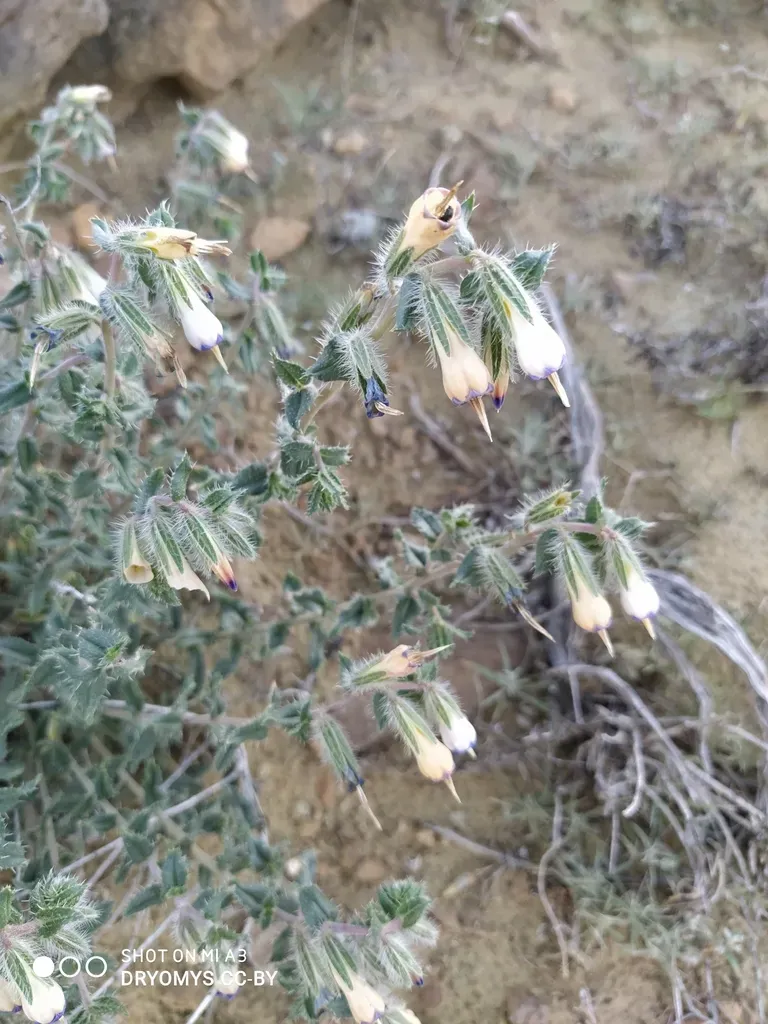 Onosma Staminea