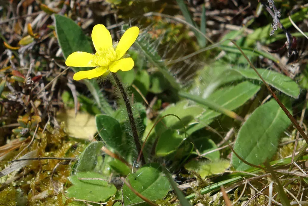 Ranunculus Multiscapus