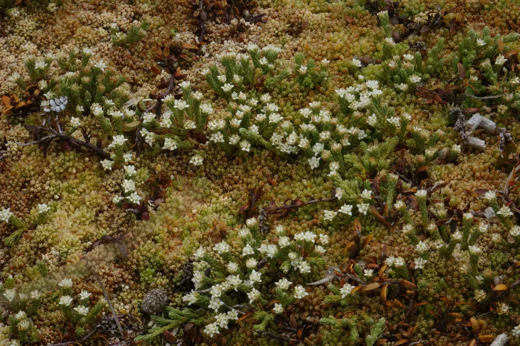 Alpine Kelleria