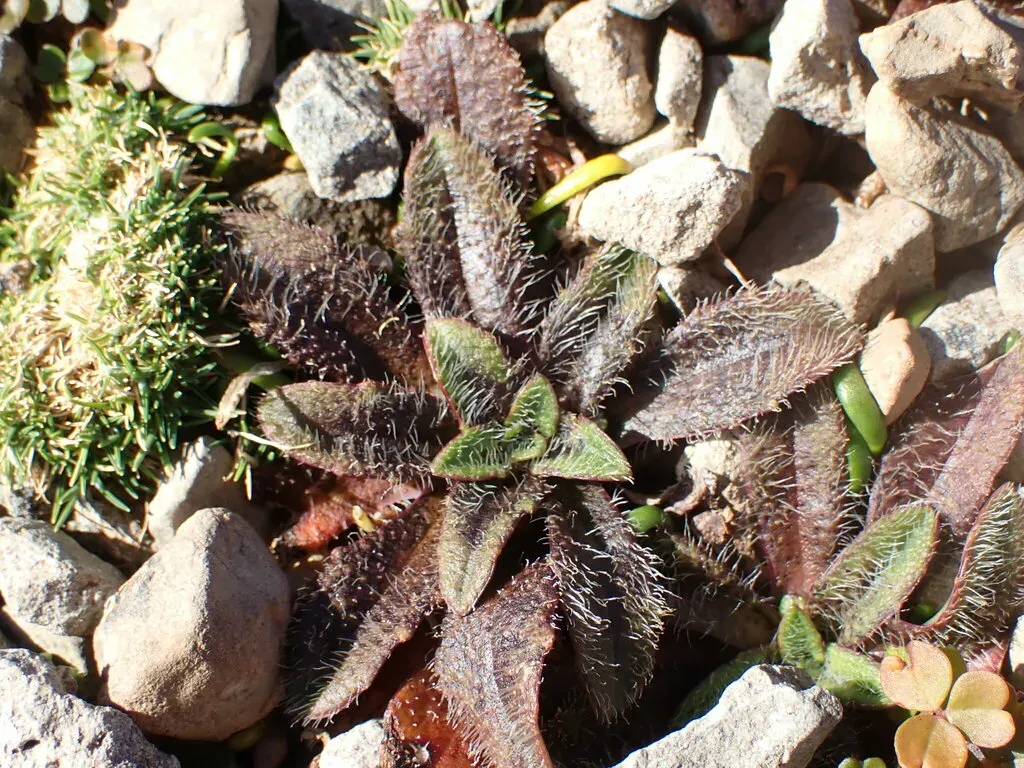 Plantago Lanigera