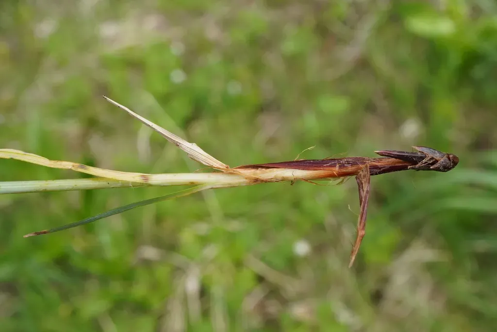 Downy-fruited Sedge