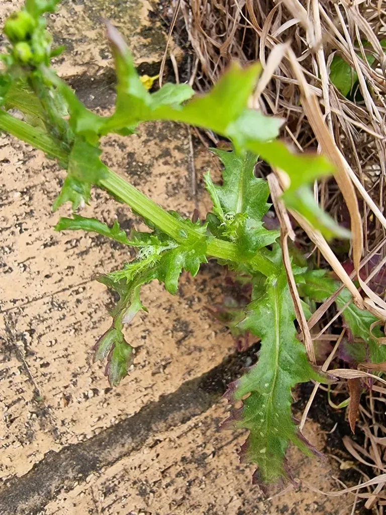 Common Groundsel × Oxford Ragwort