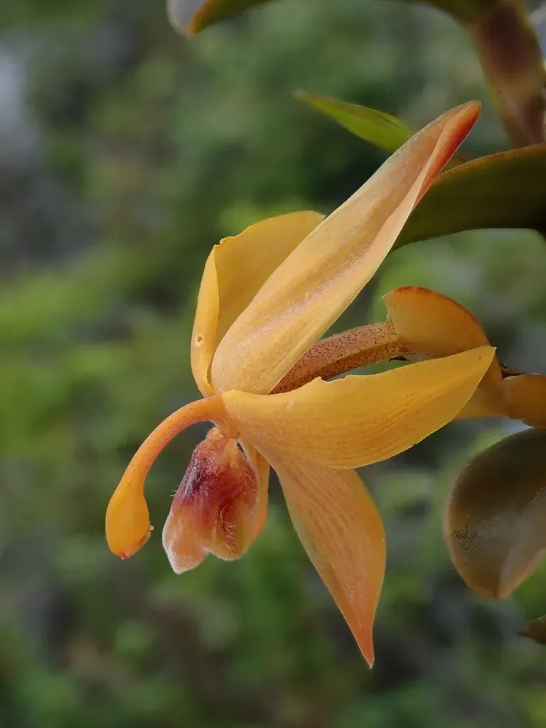 Maxillaria Frontinoensis