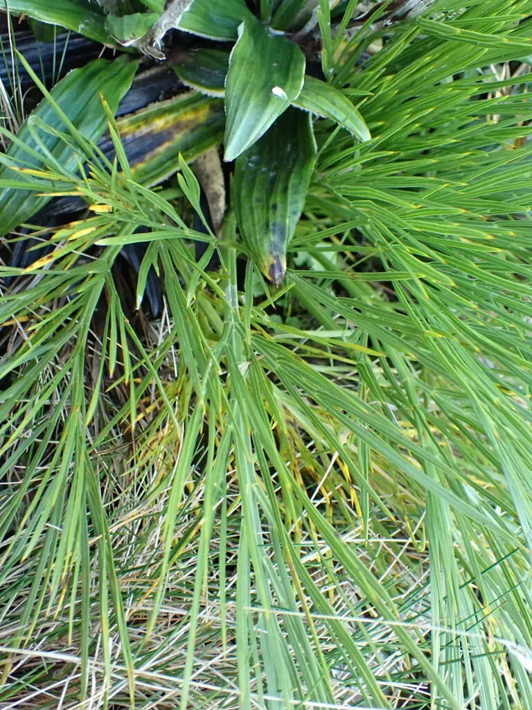 Aciphylla Dissecta × Squarrosa