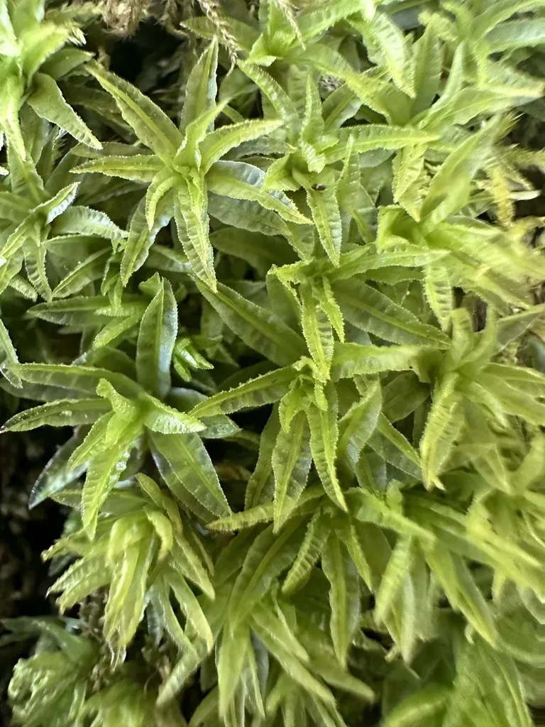 Selwyn's Atrichum Moss