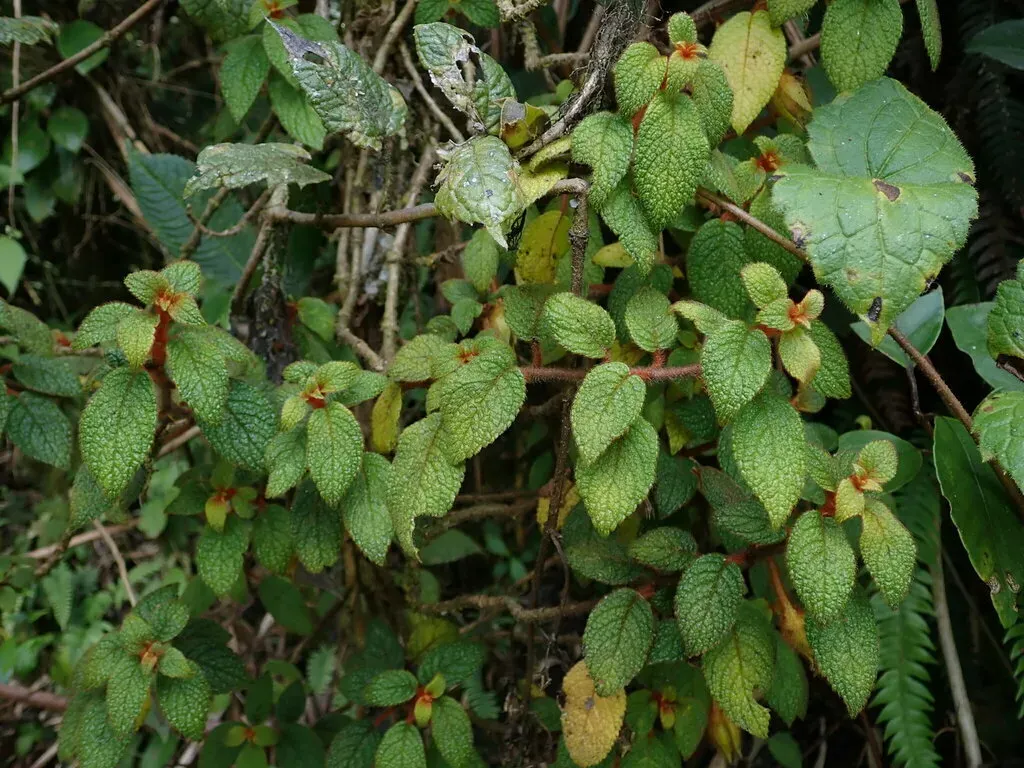 Alloplectus Hispidus