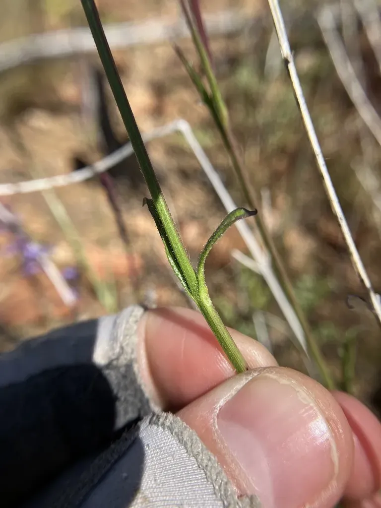 Verbena Moranii