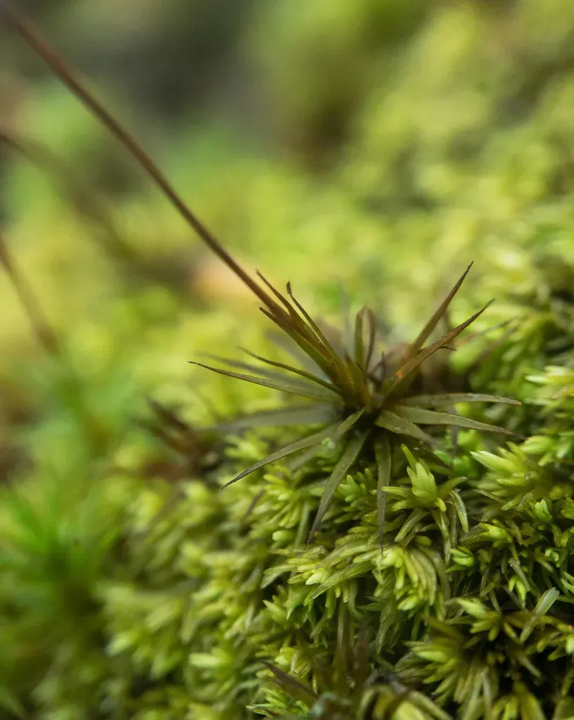 Eastern Haircap Moss