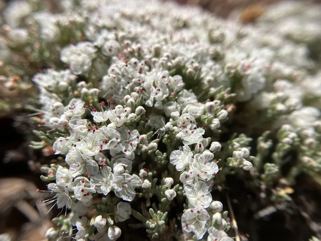 San Antonio Del Mar Buckwheat
