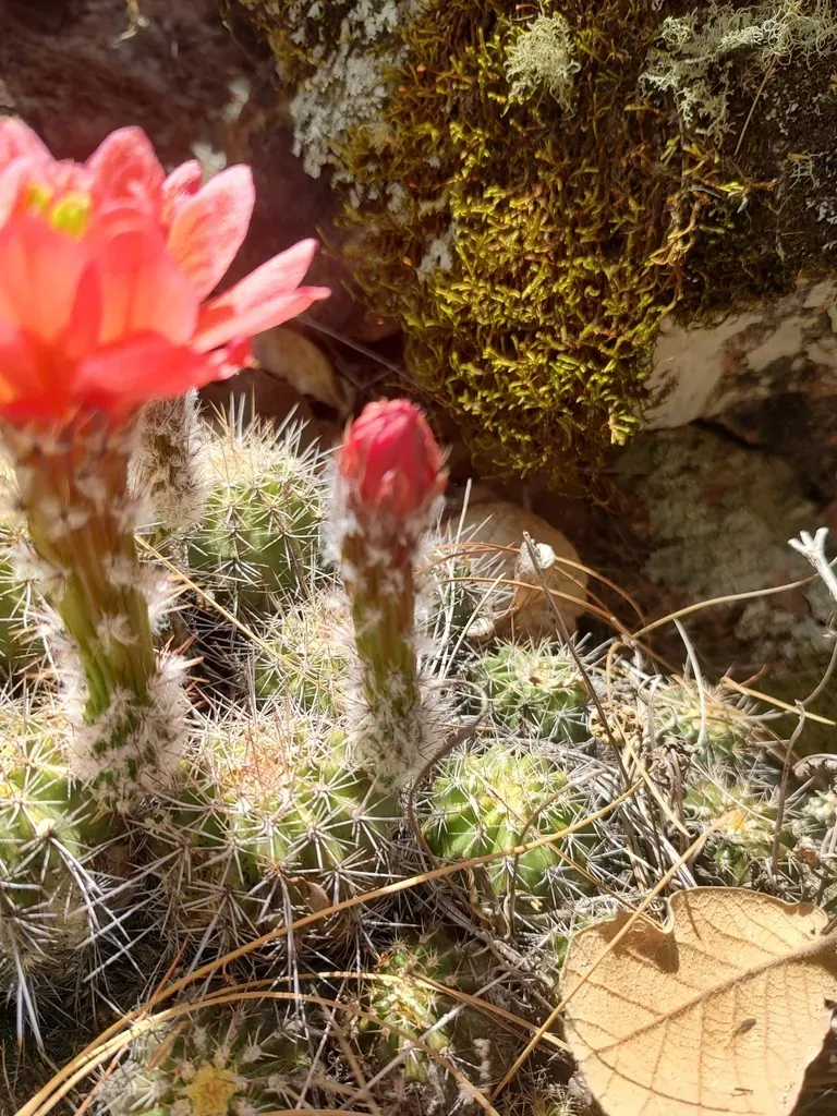Echinocereus Topiensis