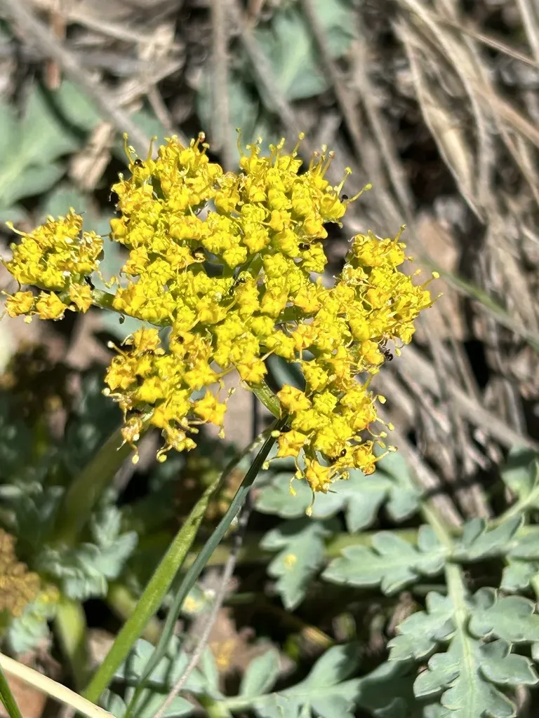 Longstalk Springparsley
