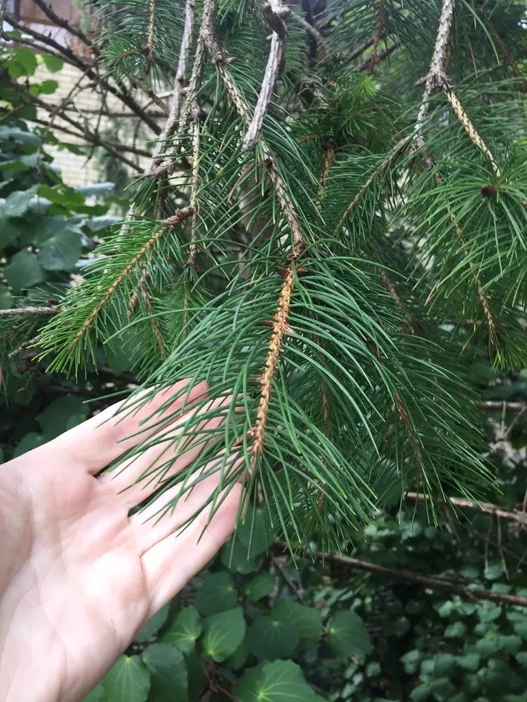 Morinda Spruce