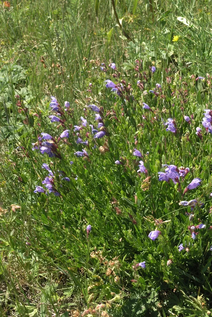 Dracocephalum Peregrinum